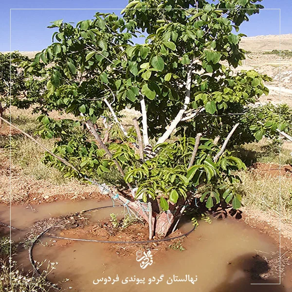 آبیاری غیر اصولی درخت گردو