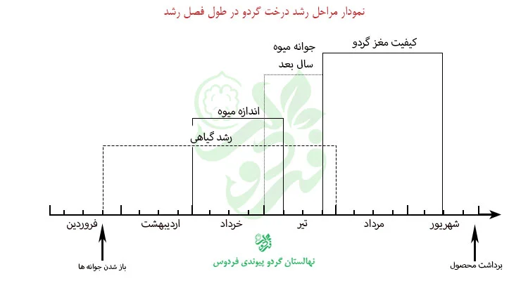 نمودار رشد درخت گردو