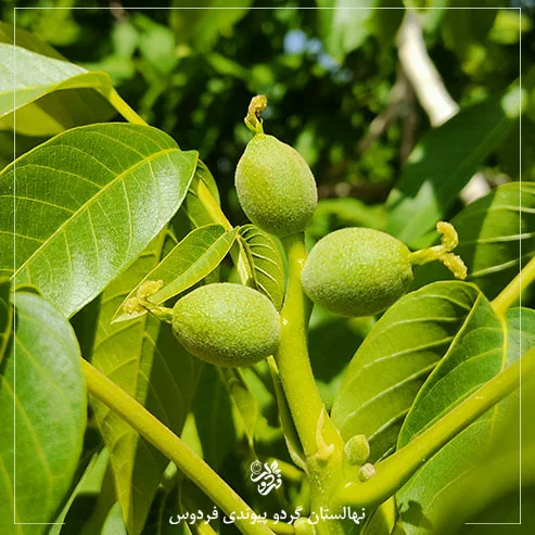 تصویر گردو فردوس درباره ما
