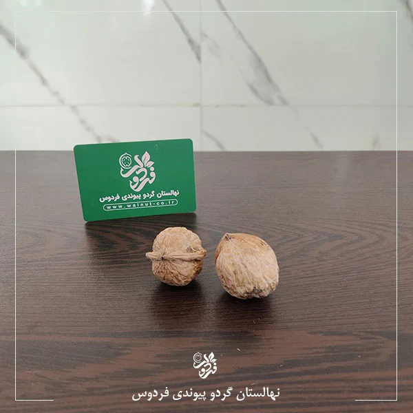 میوه نهال گردو روند
