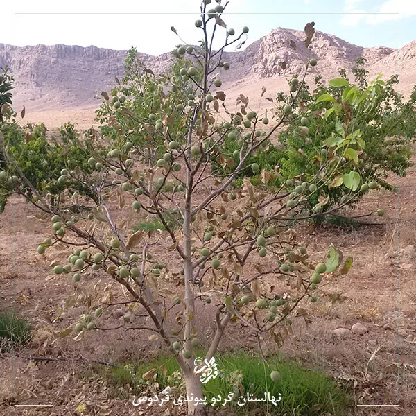 عدم آبیاری درخت گردو در شهریور