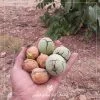 میوه-گردو-پیوندی-پدرو