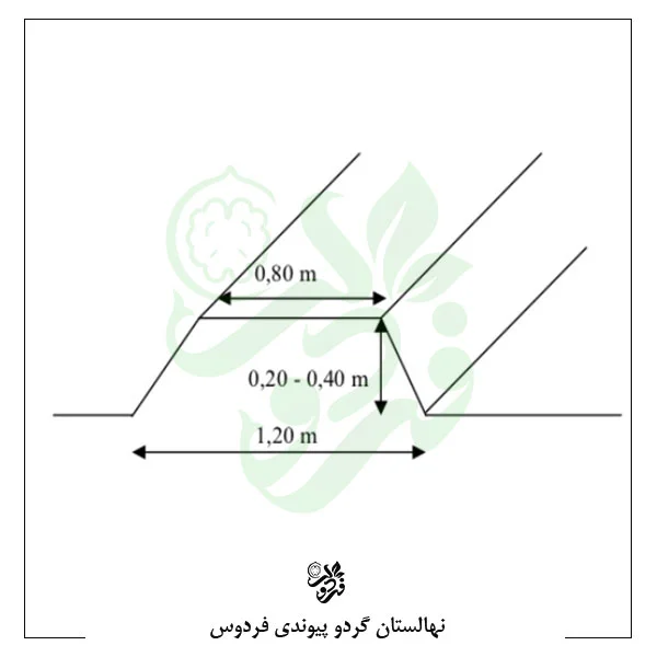 بستر باغ گردو