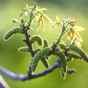 گل-نر-نهال-گردو-روند-فردوس