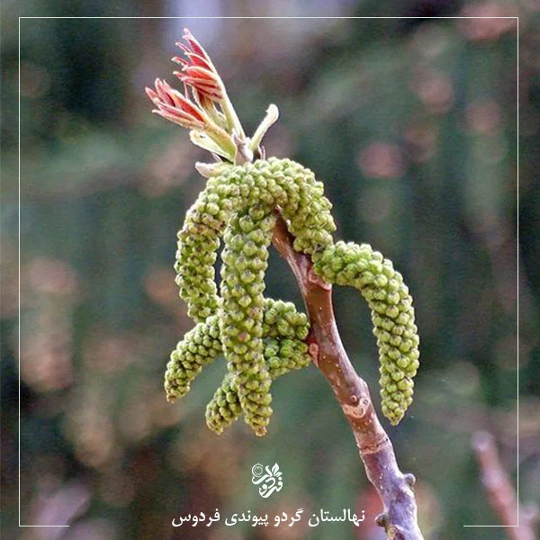 باز شدن گل نر گردو گرده 