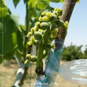 نهال گردو خوشه ای