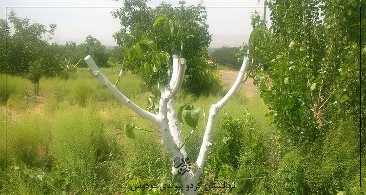 پیوند گردو در تابستان درخت بزرگ