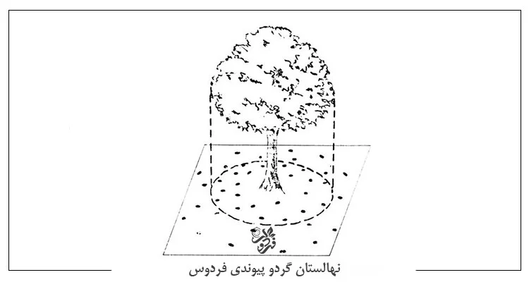 چالکود درخت گردو