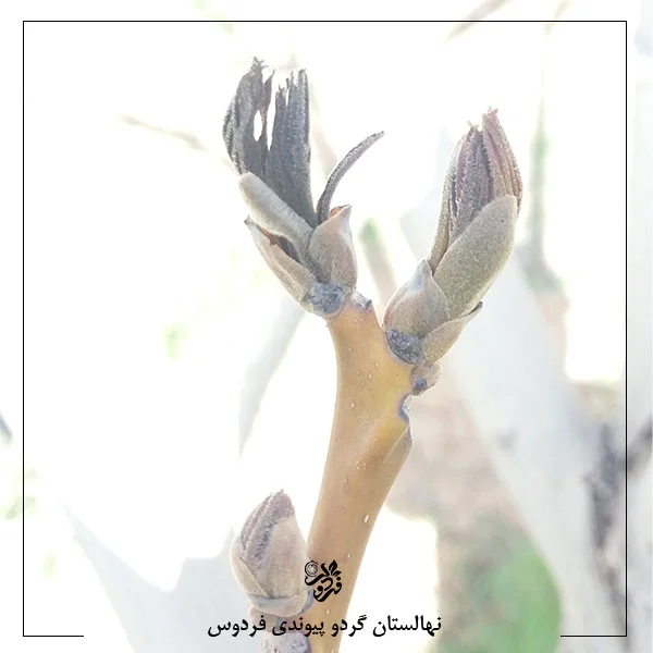 سرمازدگی جوانه درخت گردو