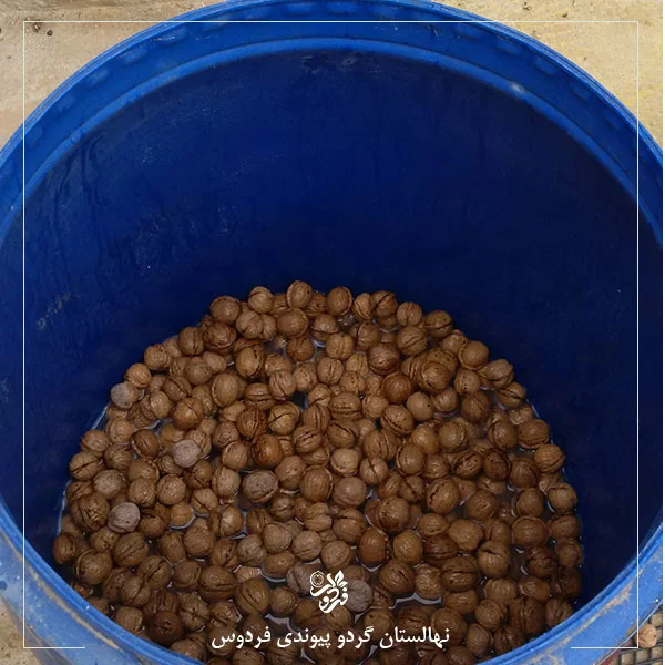 ضدعفونی و قارچکشی بذر گردو