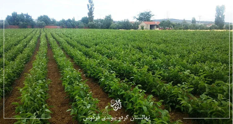 نهالستان بذری گردو
