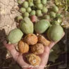 میوه گردو پیوندی رقم پدرو مخصوص سردسیر