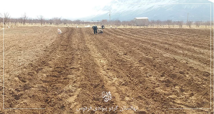 کاشت بذر گردو در زمستان