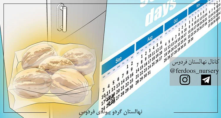 کاشت بذر گردو چینه سرمایی