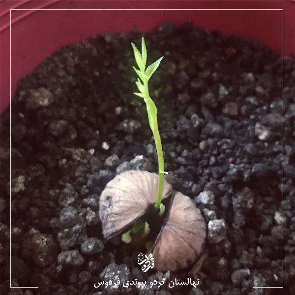 کاشت گردو در گلدان